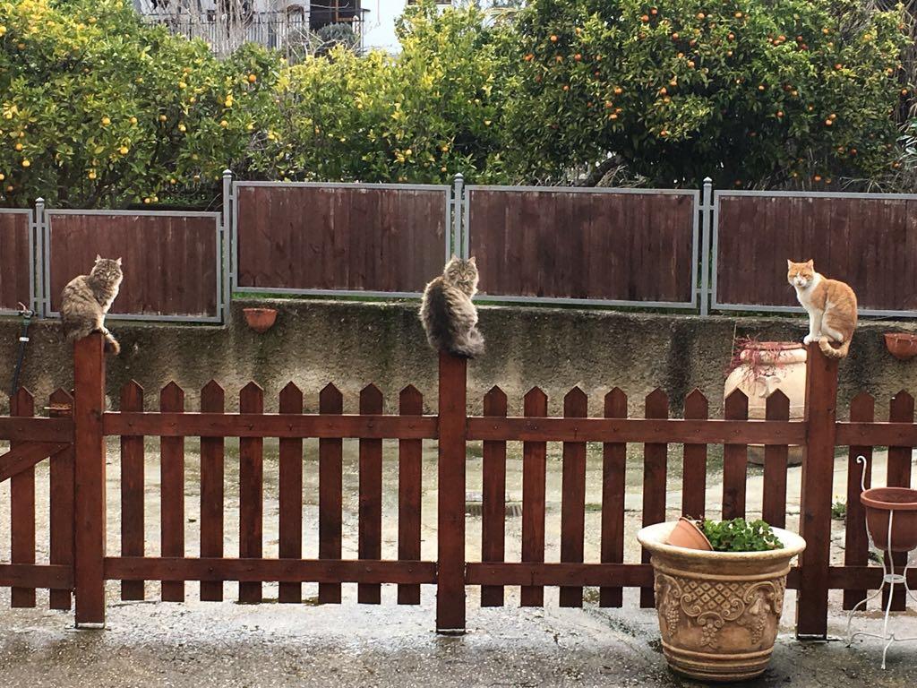 Le Gatte Eboli Exterior foto
